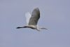 An egret flying in a grey sky