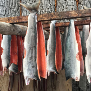 Salmon fillets hang by their tails from beams to dry