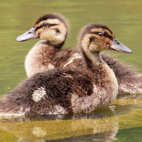 Ducklings in a lake