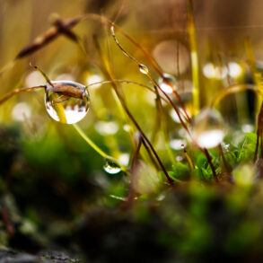 Close up of dew on grass