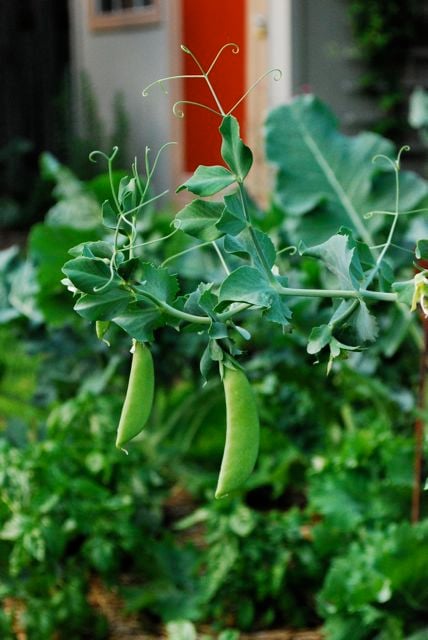 Peas