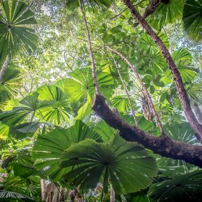 Canopy of the Daintree Rainforest