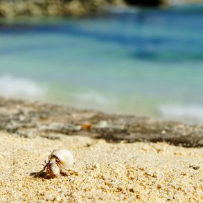 A hermit crab by the sea