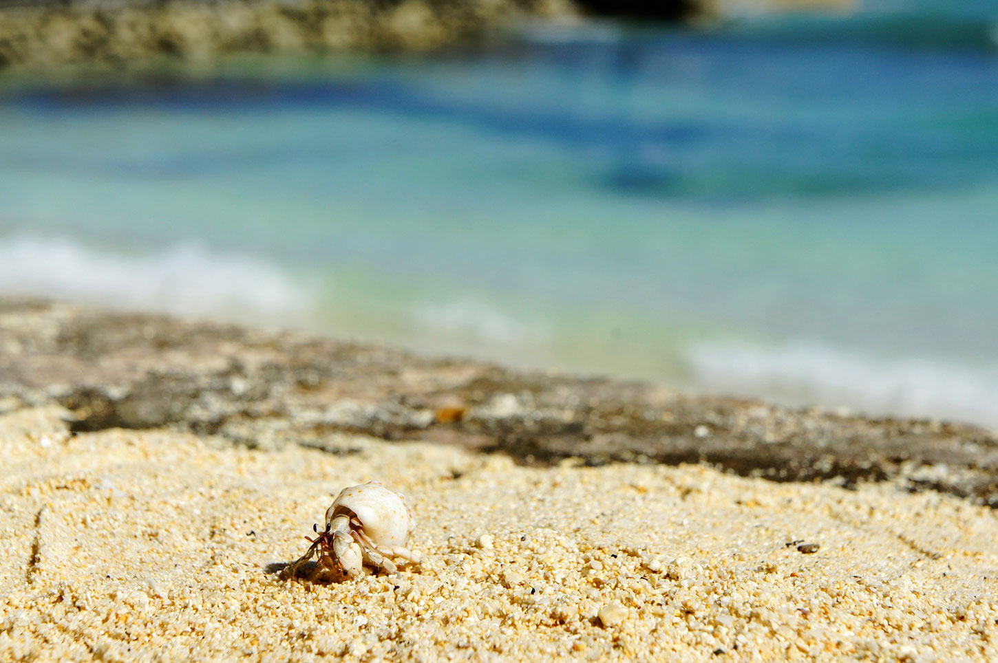 A hermit crab by the sea