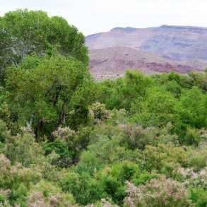 The Thirsty Tree, by Melissa L. Sevigny