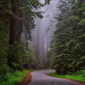 Road through Redwood National Park
