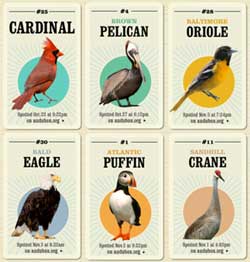 Big Year Birds
