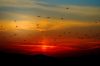 Flock of birds at sunset