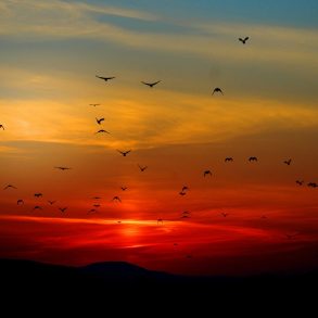 Flock of birds at sunset