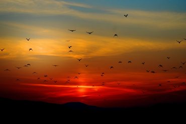 Flock of birds at sunset