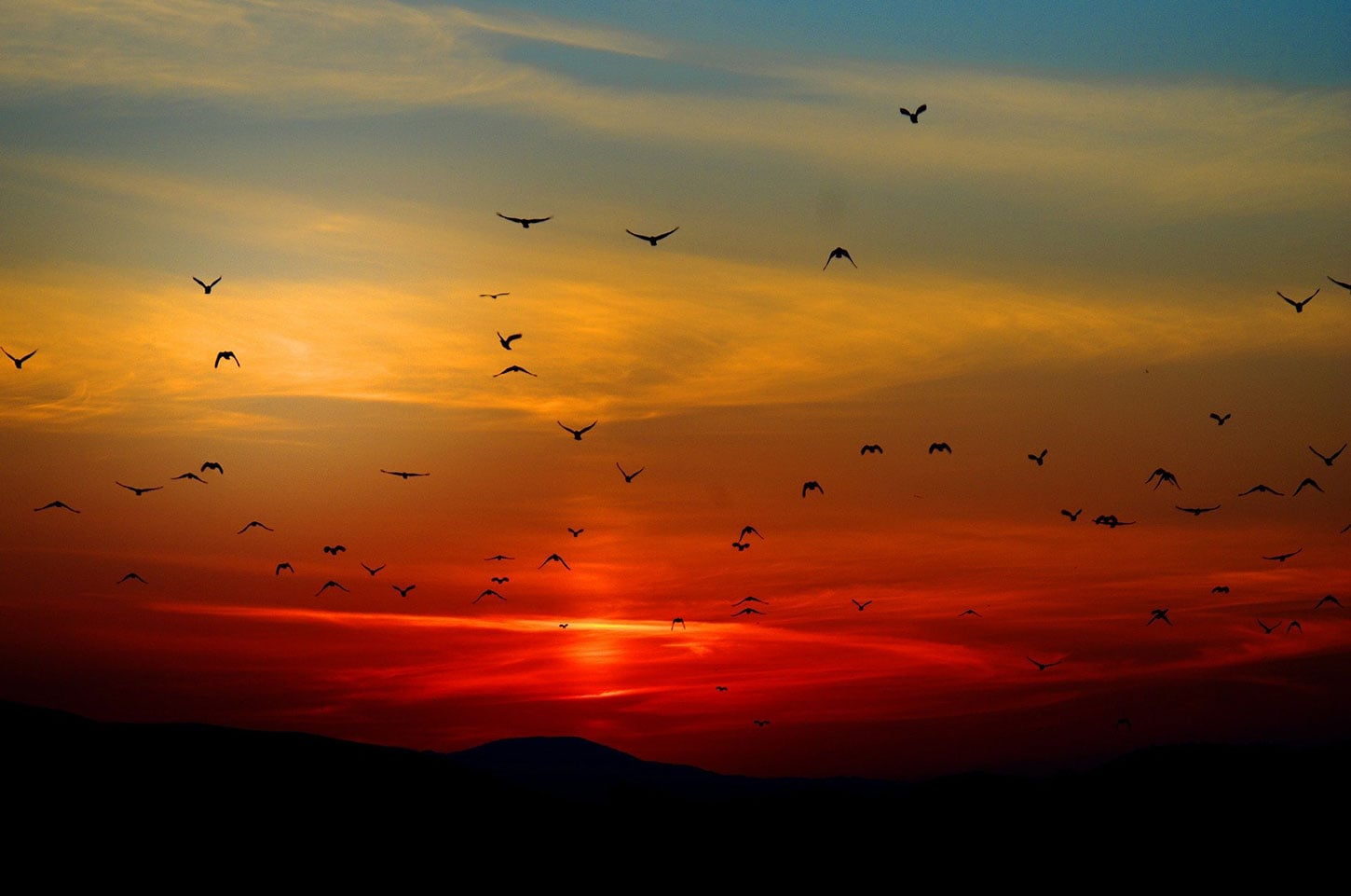 Flock of birds at sunset