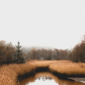 A foggy marsh
