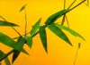 Bamboo on yellow background