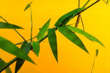 Bamboo on yellow background