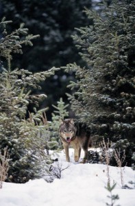 MP900262843 Wolf