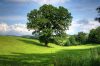 Oak tree in summer
