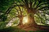 Oak forest with setting sun