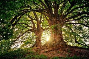 Oak forest with setting sun