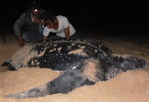 Measuring leatherback sea turtle nesting.