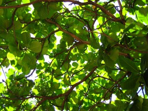 WHAT TREE IS THIS? What (Brazilian) tree is this?