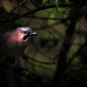 Songbird