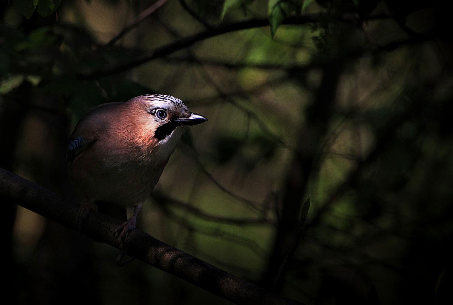 Songbird