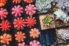 Colorful cactus garden