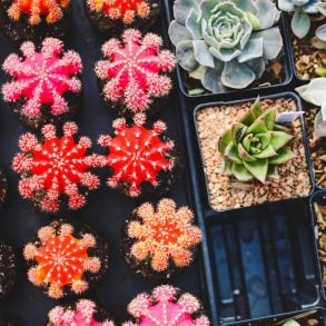 Colorful cactus garden