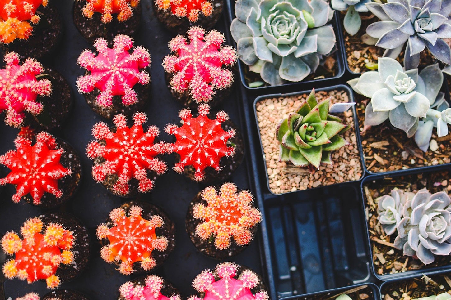 Colorful cactus garden
