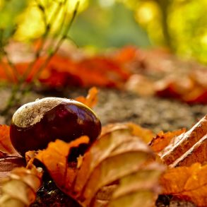 Buckeye (chestnut) on autumn forest floor