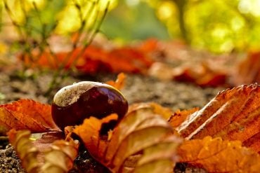 Buckeye (chestnut) on autumn forest floor