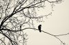 Two Poems by Ed Zahniser