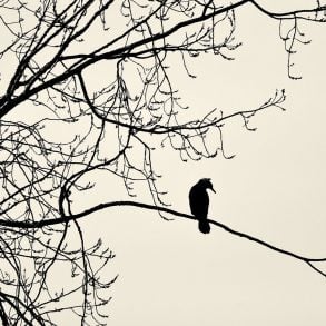 Two Poems by Ed Zahniser
