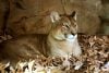 Mountain lion
