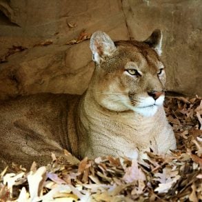 Mountain lion
