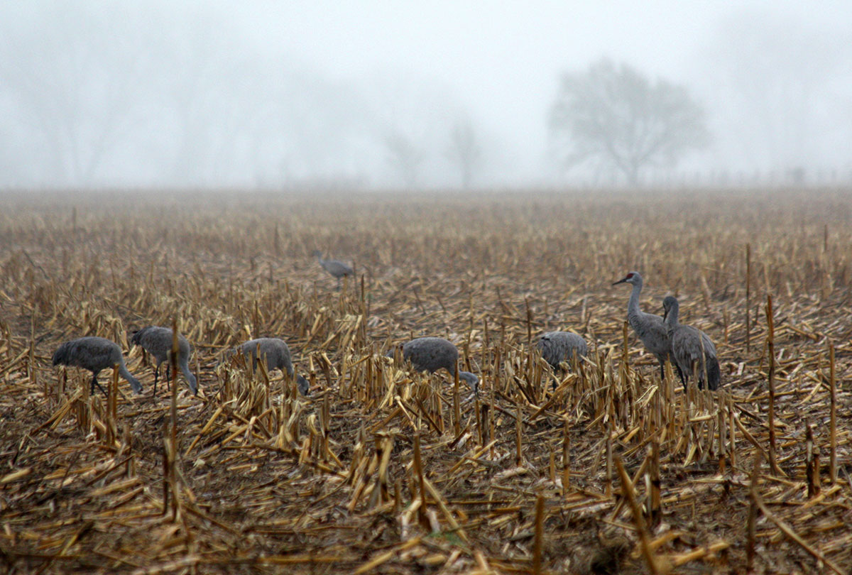 Sandhill cranes in cornfield