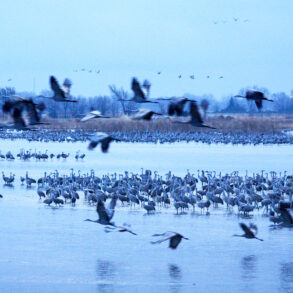 Sandhill Cranes in and above the Platte River