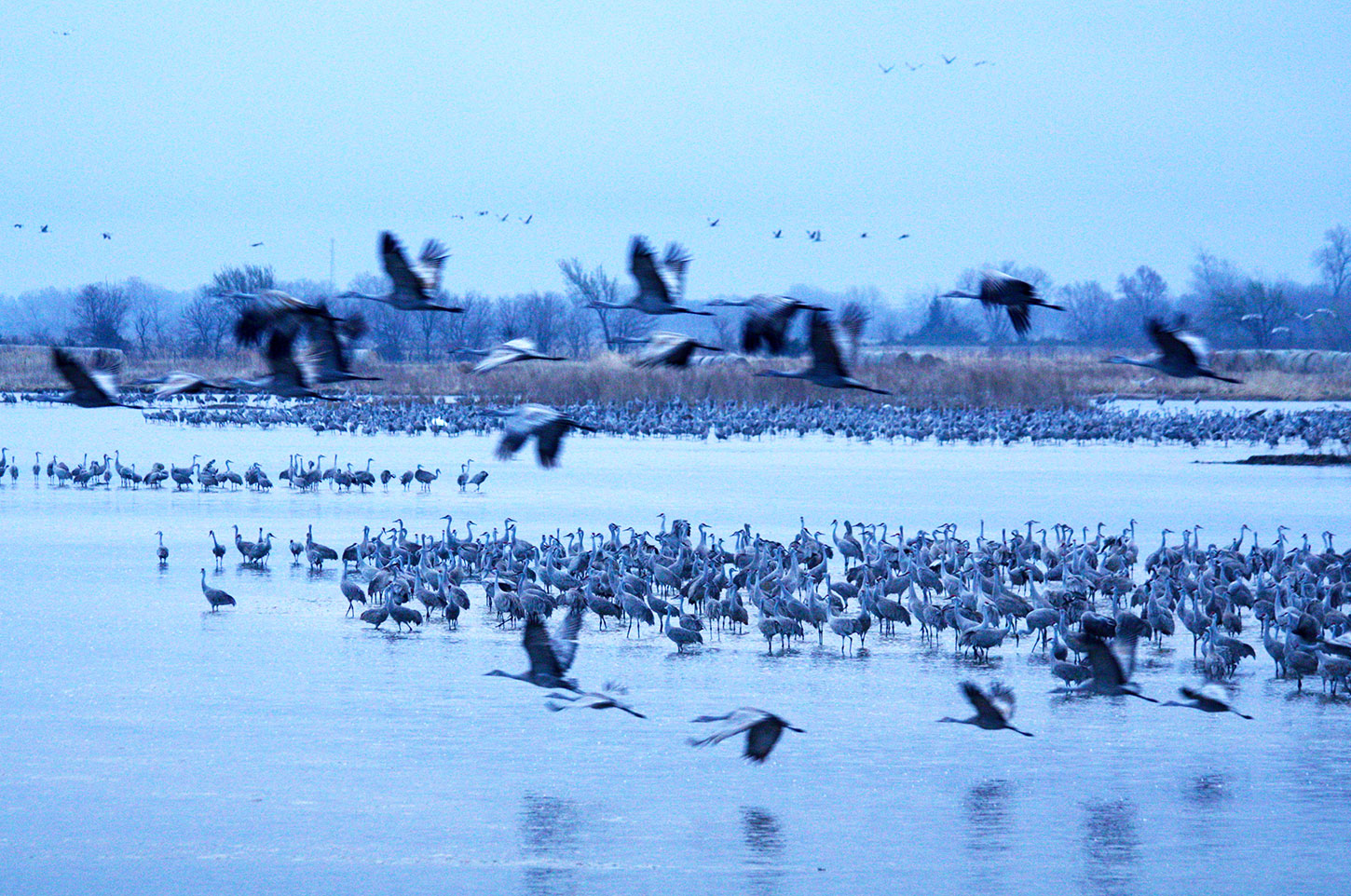 Sandhill Cranes in and above the Platte River