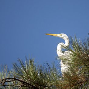 White egret in pine tree