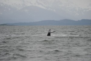 Humpback1
