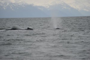 Humpback5