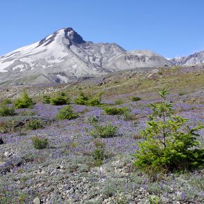 Issue 31 | Ruin + Renewal, Part II