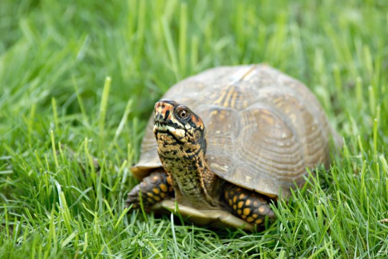 Box turtle