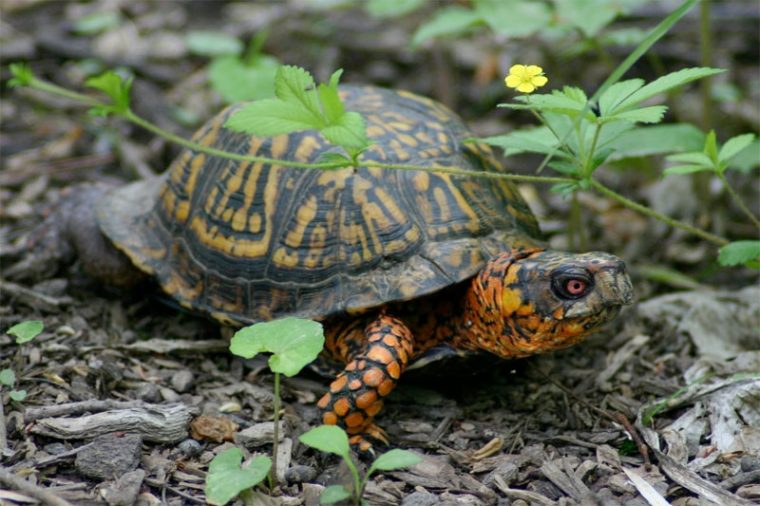 Box turtle
