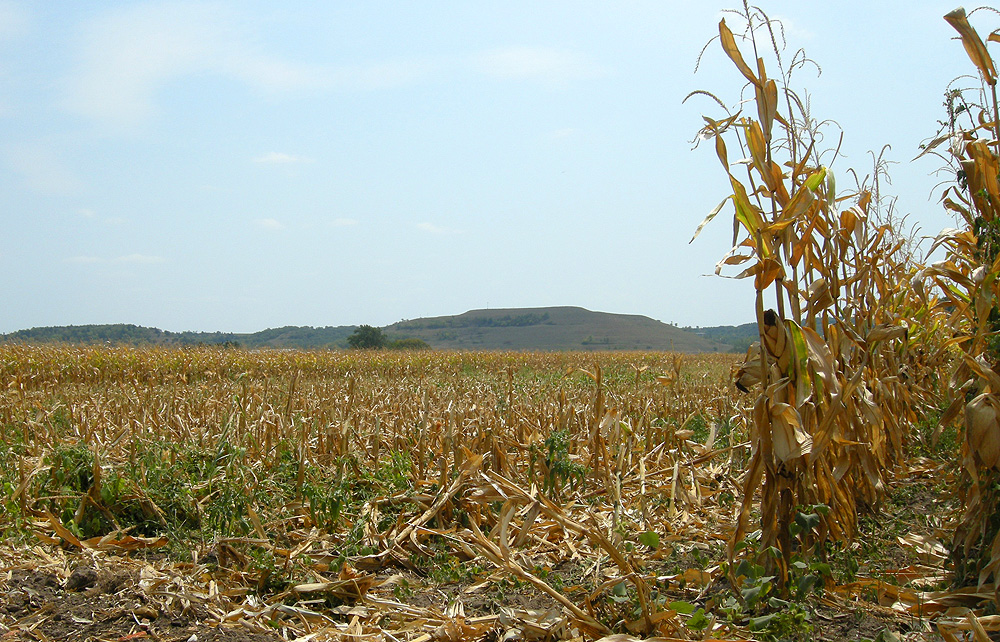 Corn vista