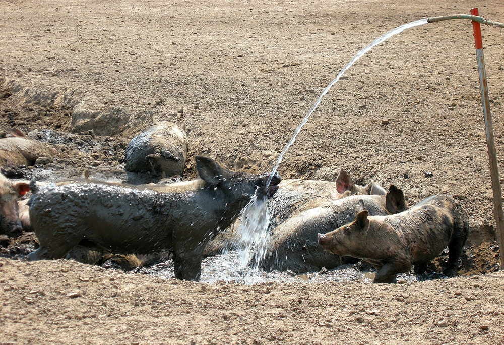 Pigs wading and drinking