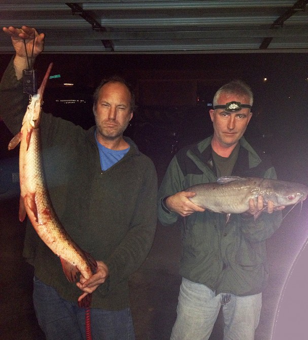 Hollywood and Minnow Bucket with gar and catfish