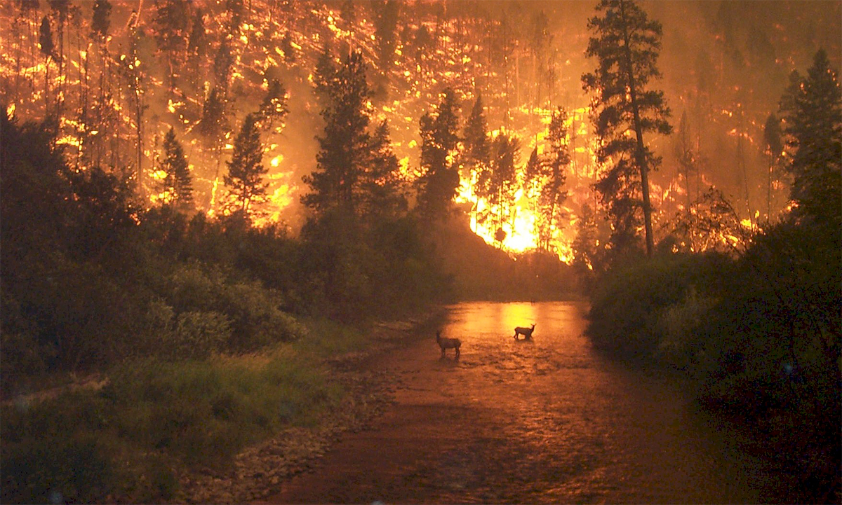 Elk in river with wildfire behind