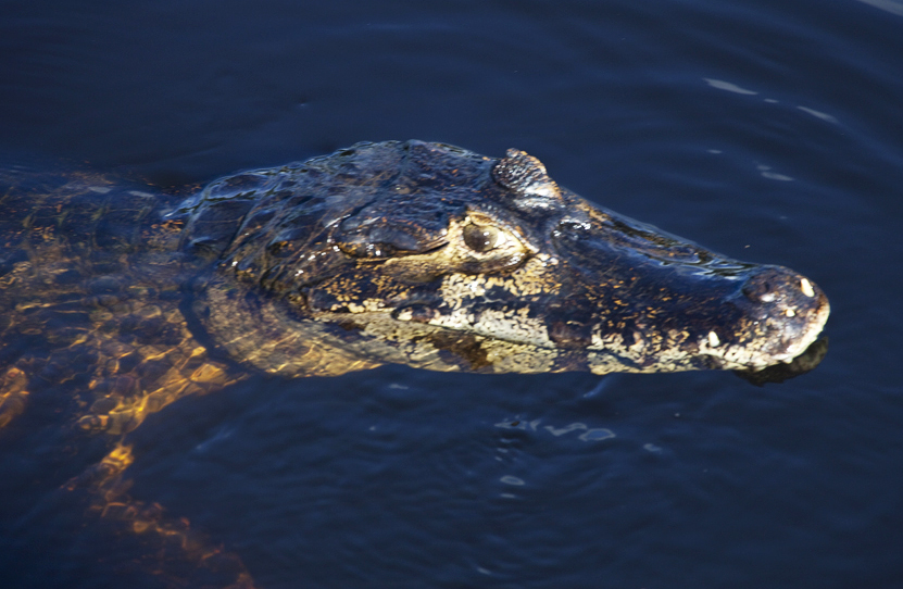 Caiman