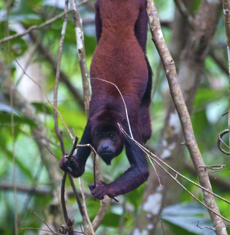 Red howler monkey